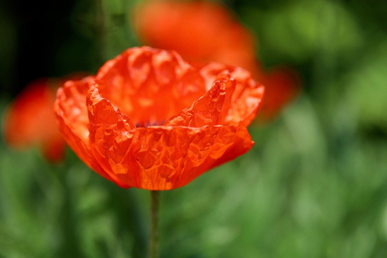 中学受験の理科を効率的に暗記する方法は？