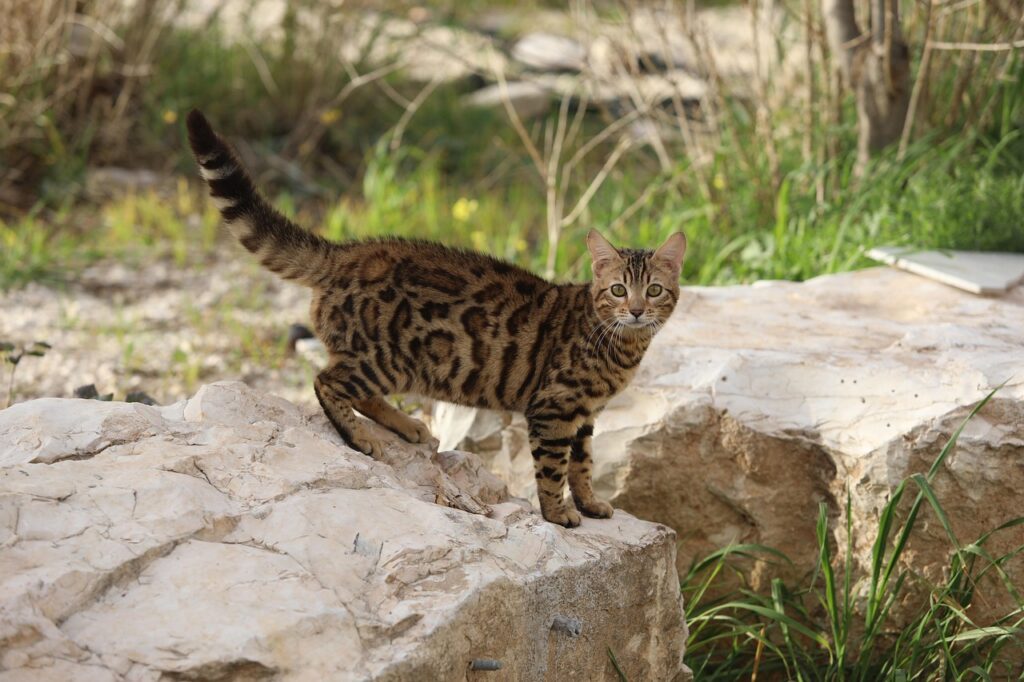 中学受験で失敗しないためのポイントは？